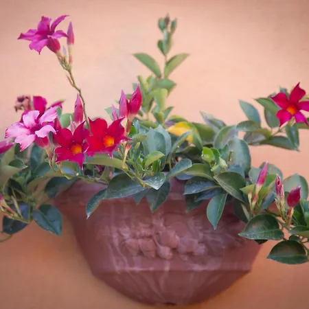 Il Rustichello 아파트 *